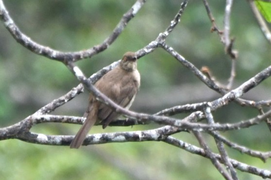 Red-eyed Bulbul - ML623253623