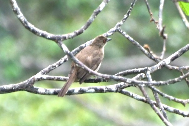 Red-eyed Bulbul - ML623253626