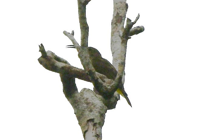 Thick-billed Spiderhunter - Margie Gomez