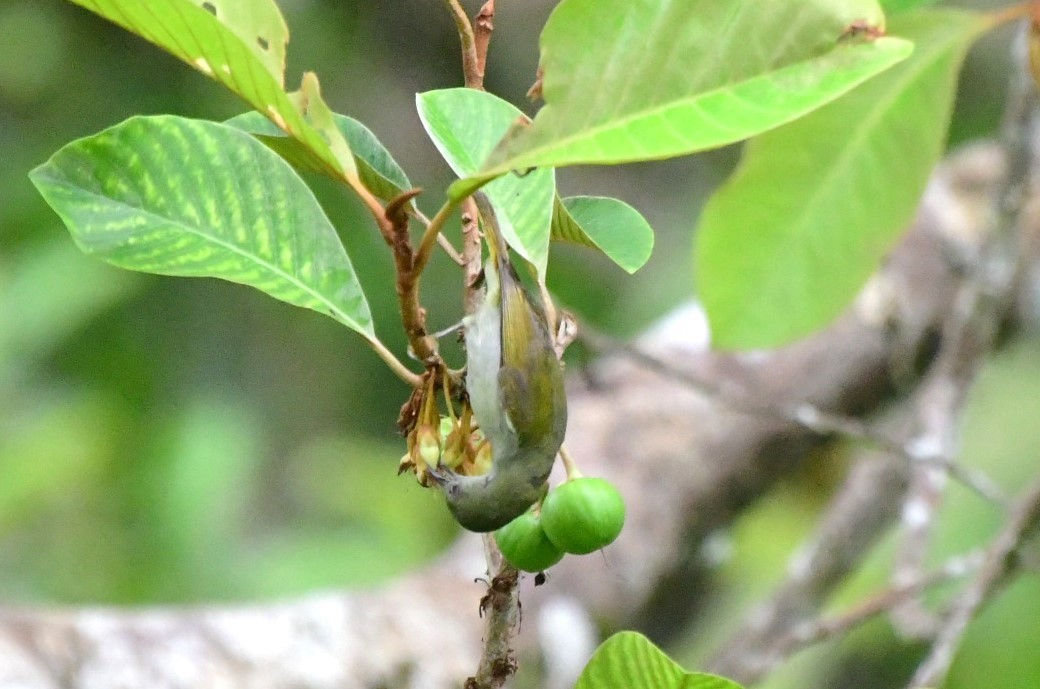 Plain Sunbird - Margie Gomez