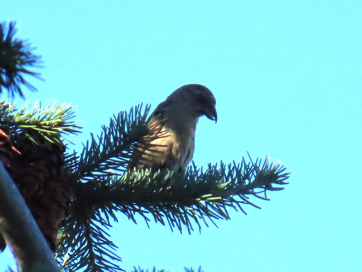 Red Crossbill - Kathryn Clouston