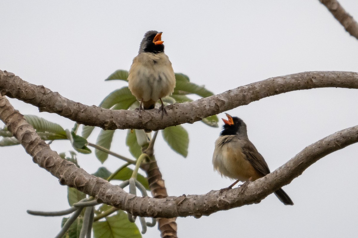 Black-throated Saltator - ML623253729