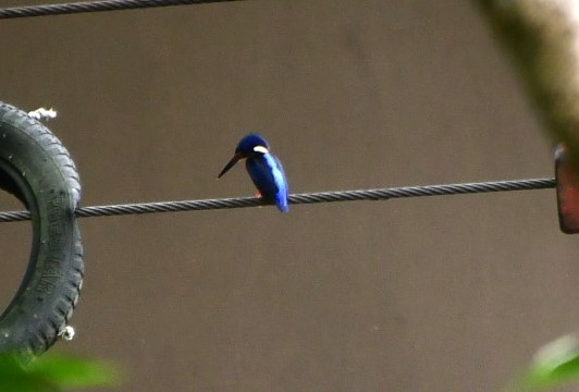 Blue-eared Kingfisher - Margie Gomez