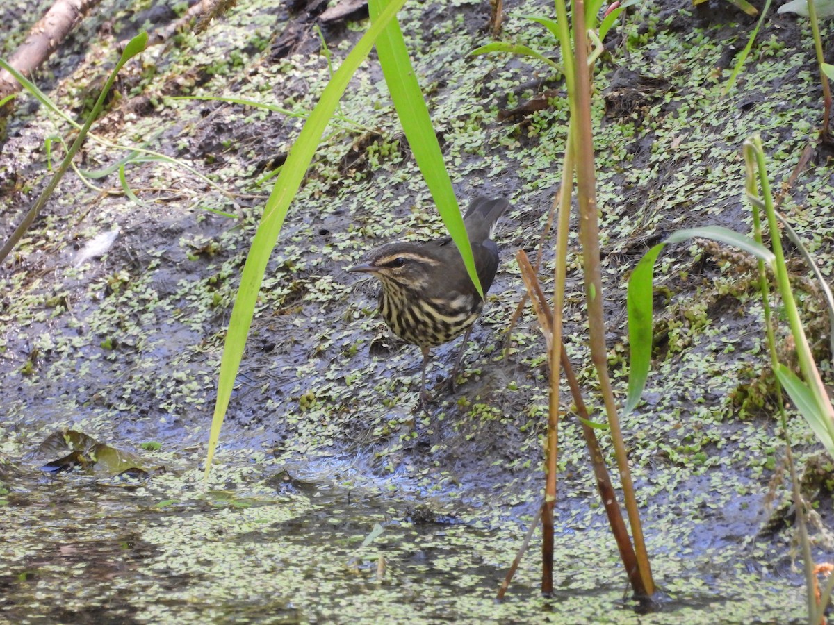 Northern Waterthrush - ML623253748