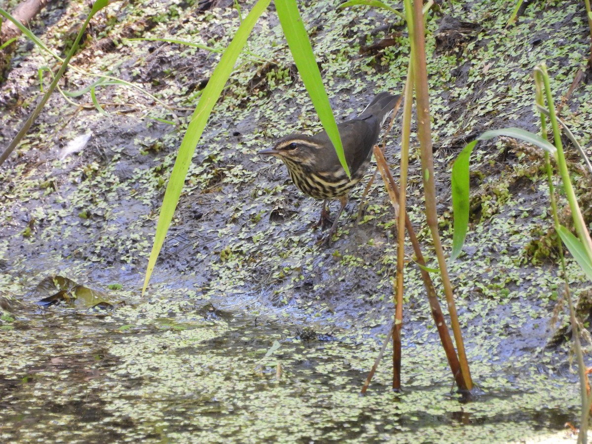 Northern Waterthrush - ML623253749