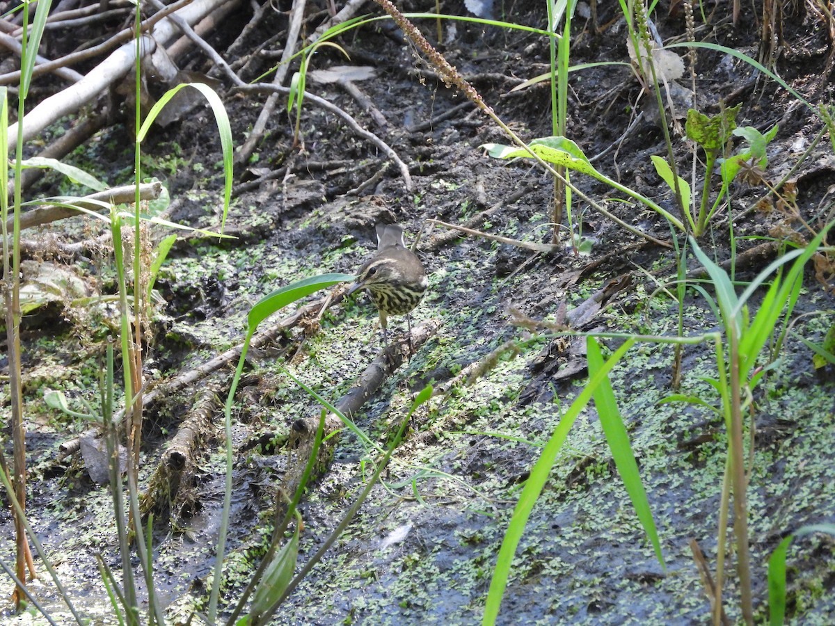 Northern Waterthrush - ML623253750