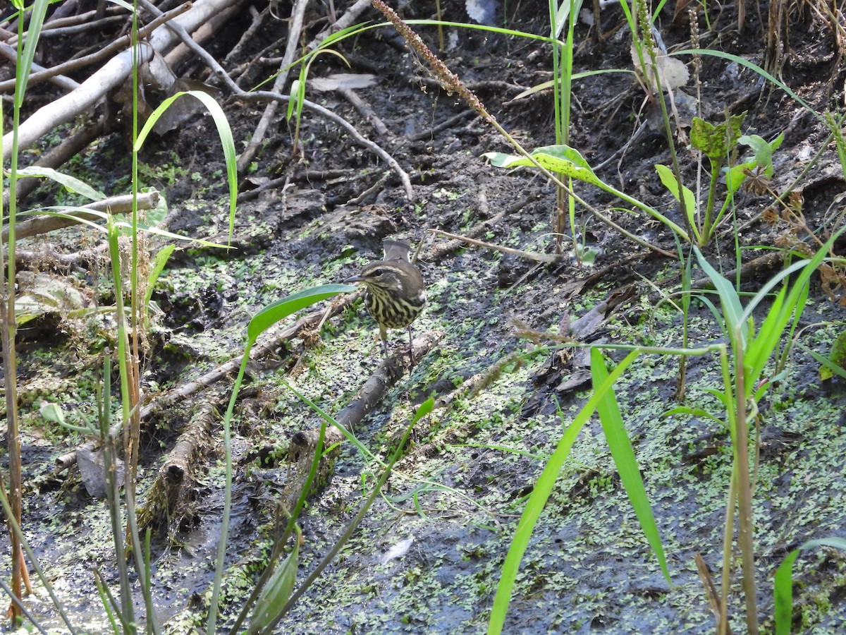Northern Waterthrush - ML623253751