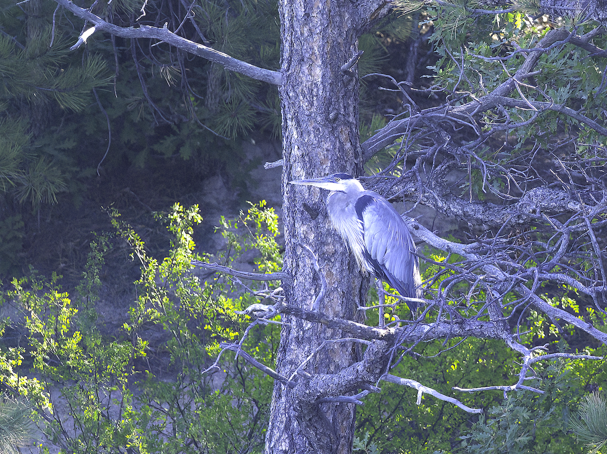 Great Blue Heron - ML623253767