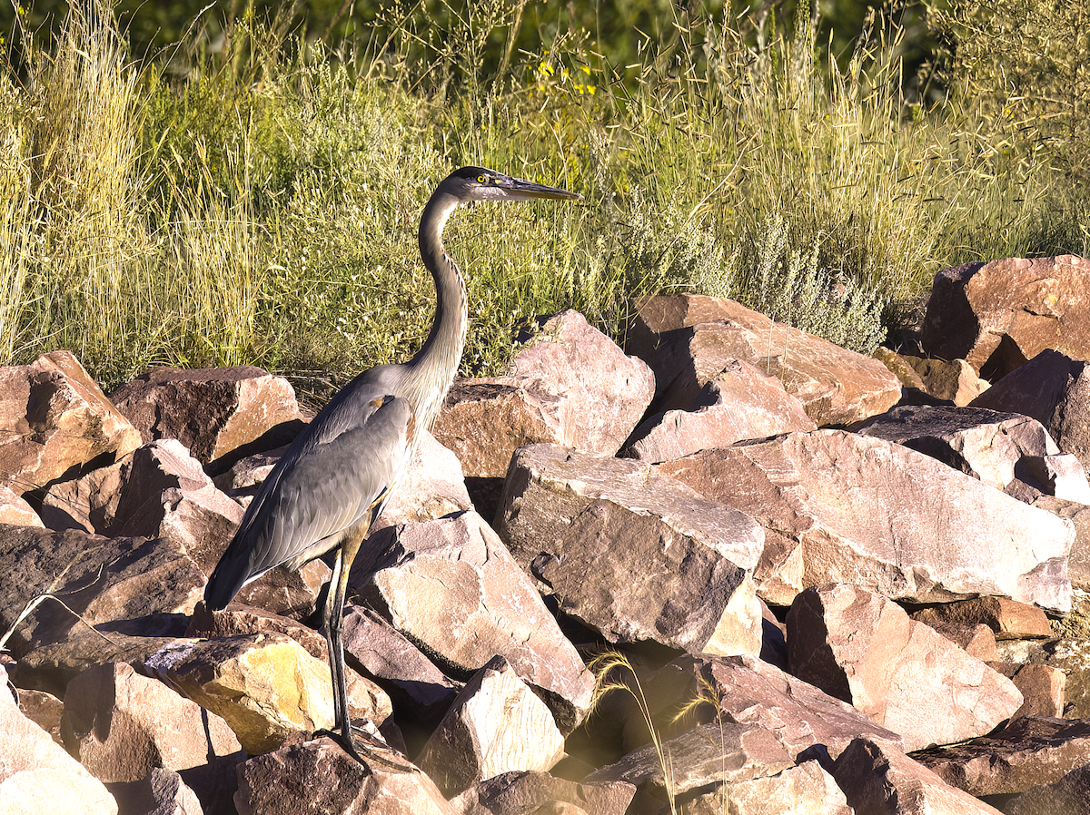 Great Blue Heron - ML623253770