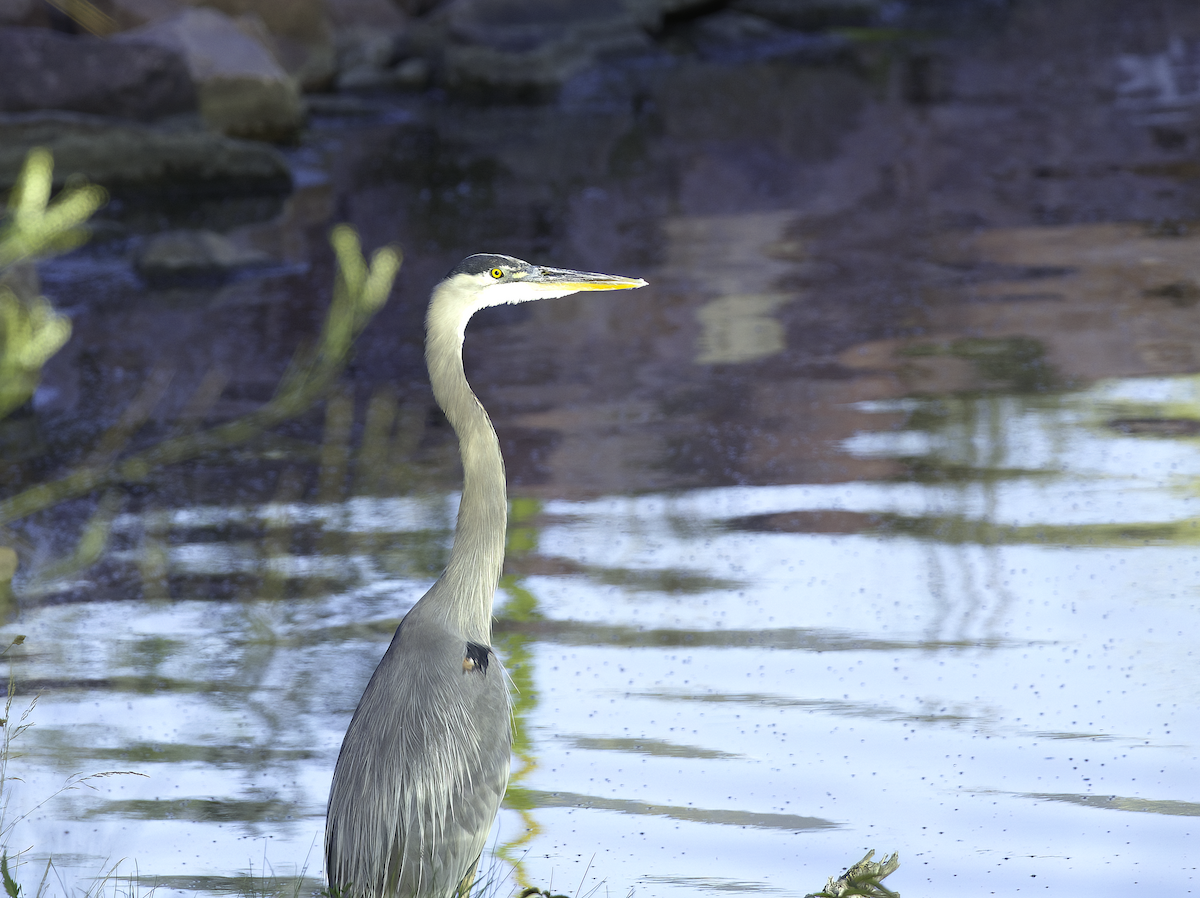 Great Blue Heron - ML623253771