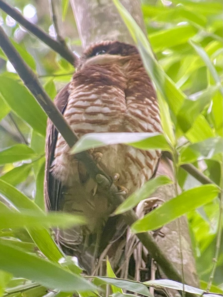 Band-bellied Owl - Camilo Orjuela-Barrera