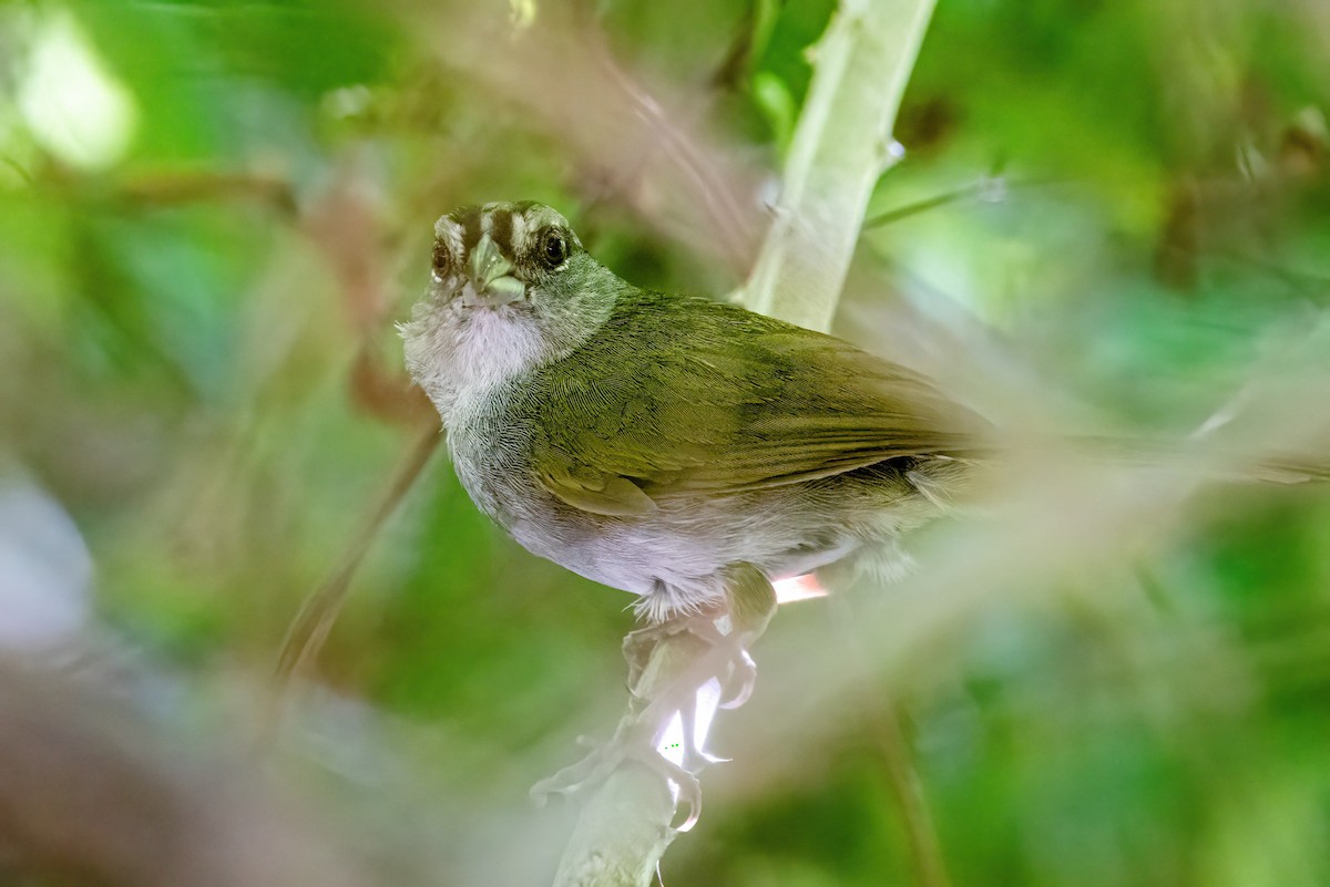 Green-backed Sparrow - ML623253828