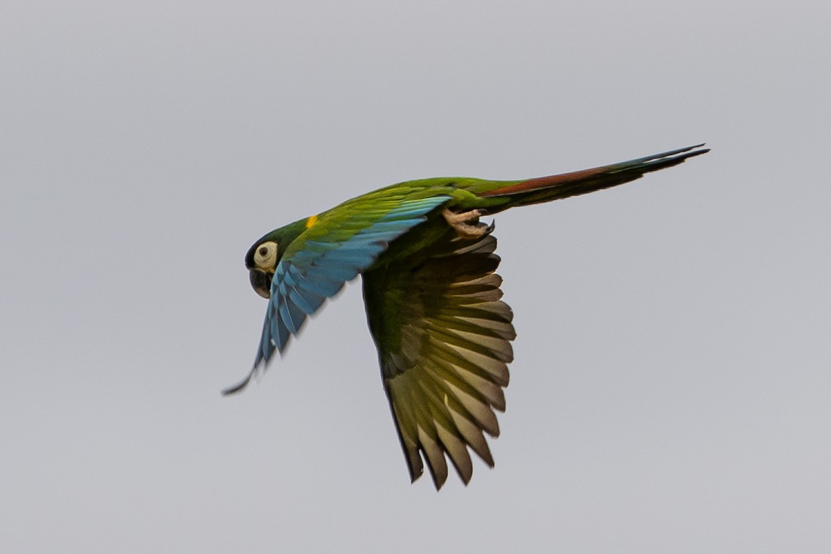 Yellow-collared Macaw - ML623253830