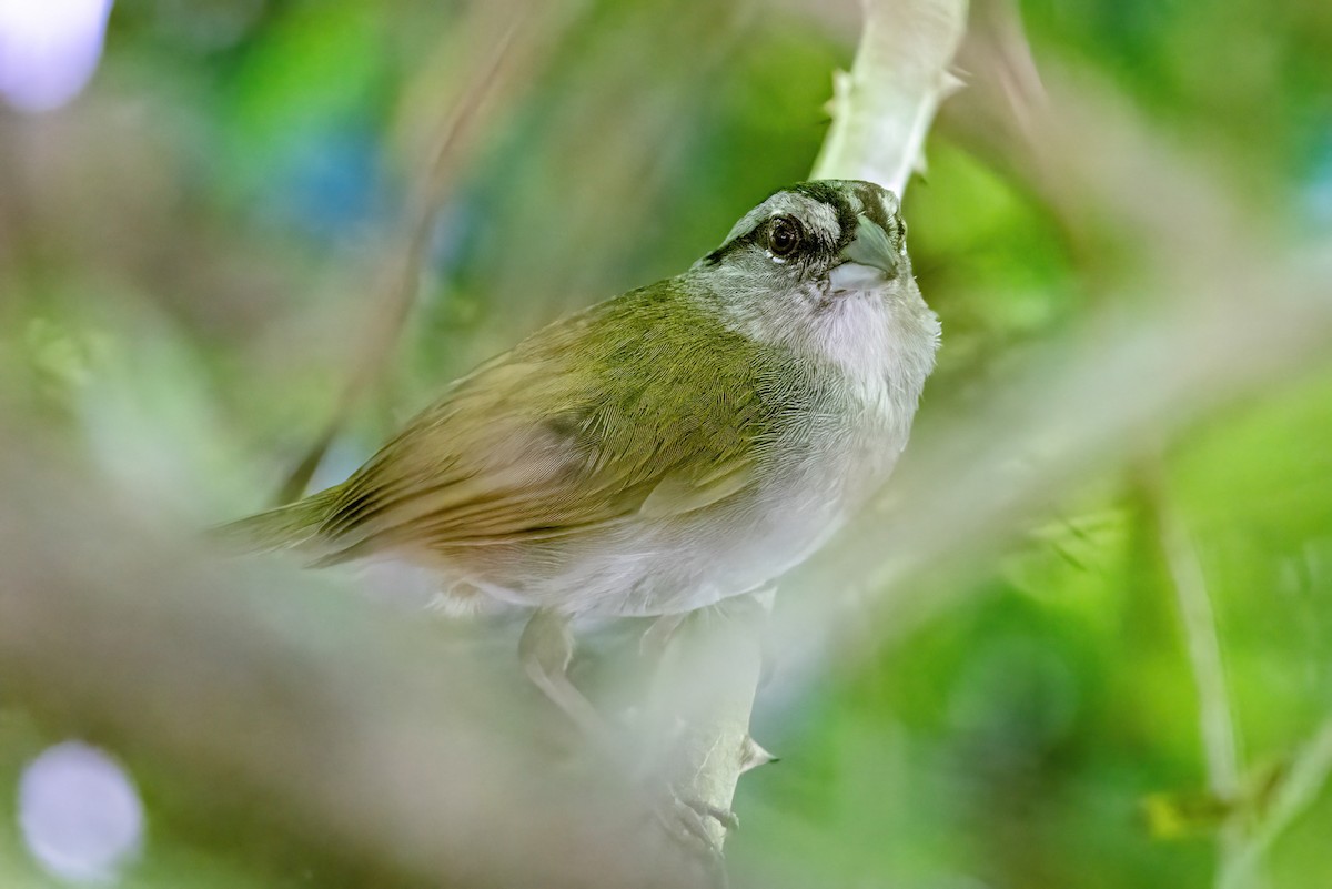 Green-backed Sparrow - ML623253834