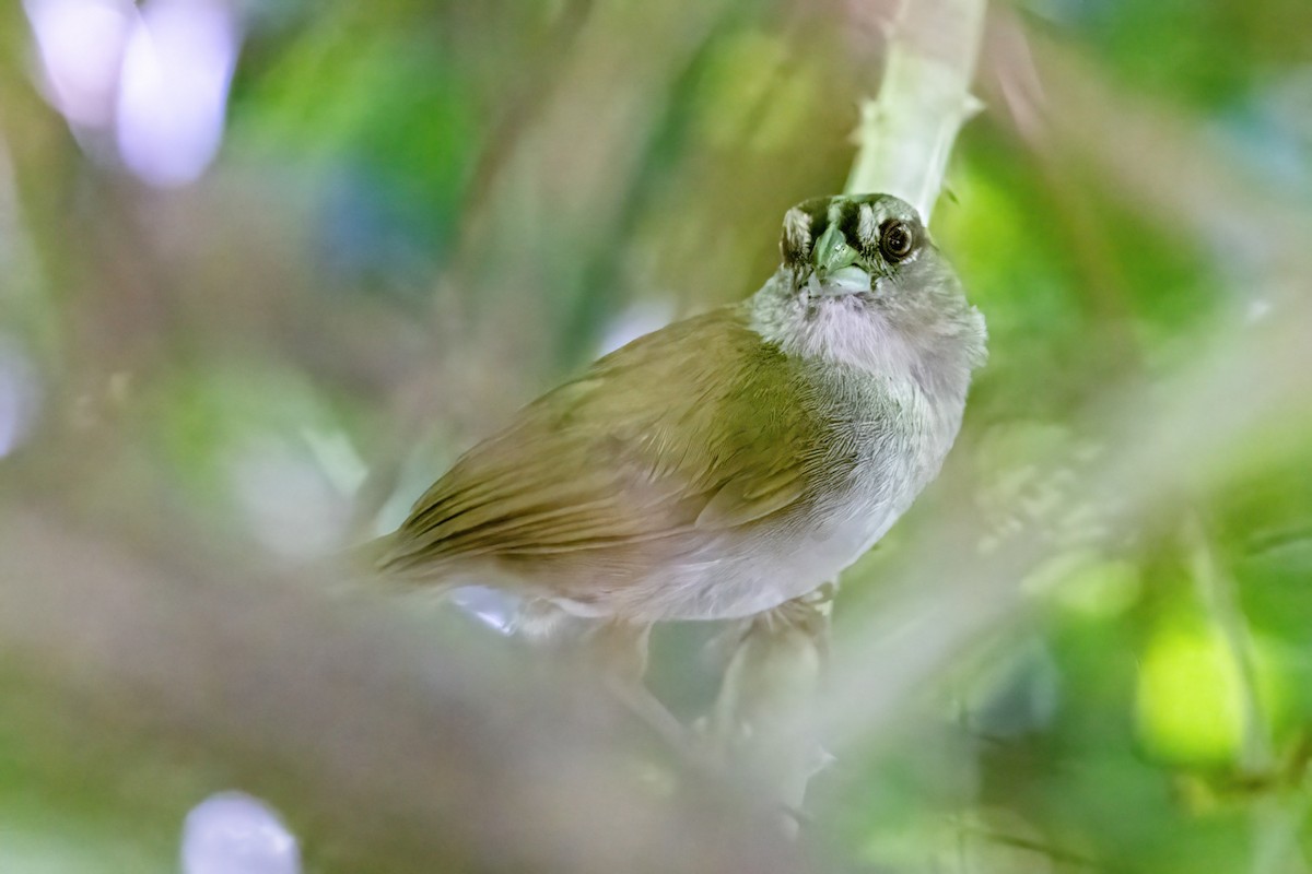 Green-backed Sparrow - ML623253839