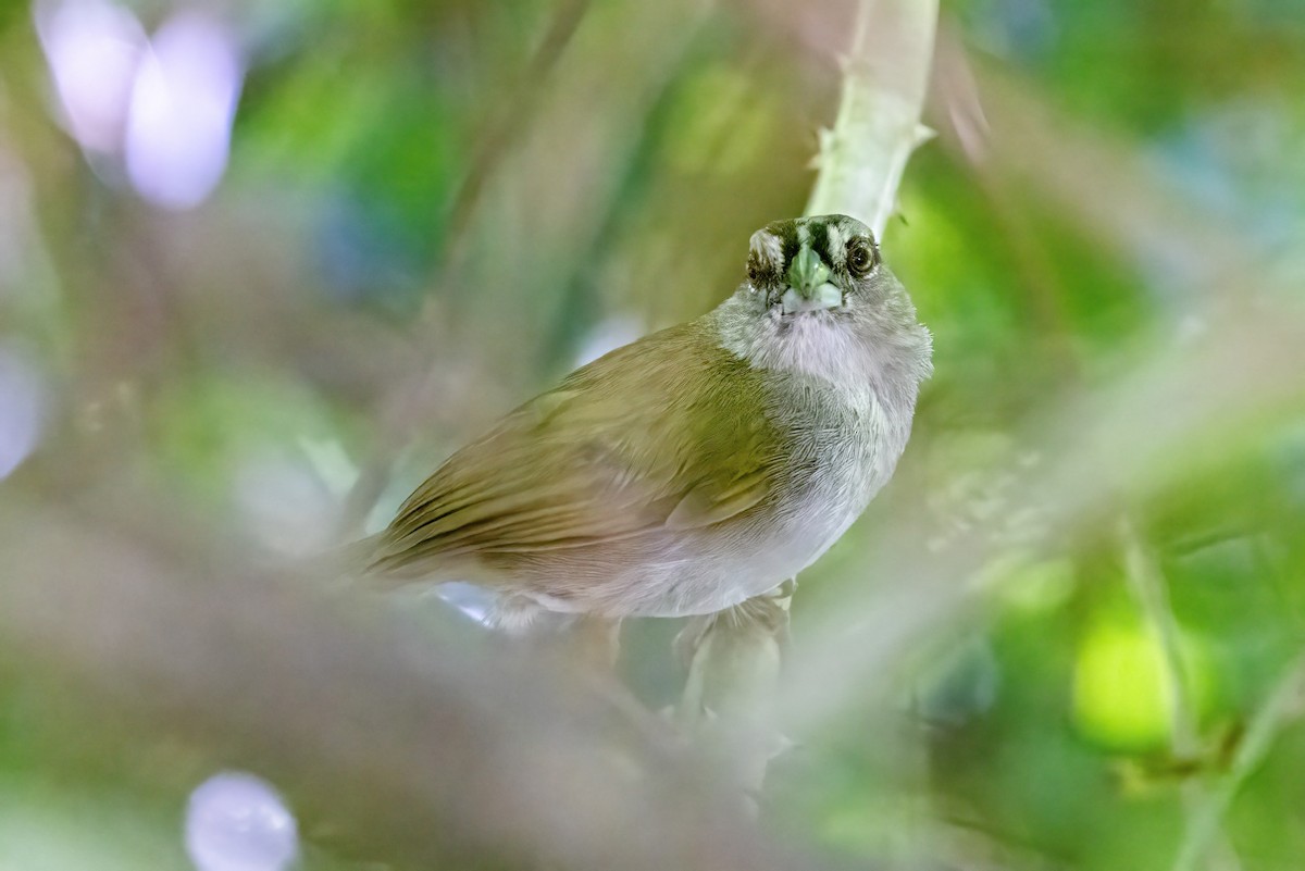 Green-backed Sparrow - ML623253844