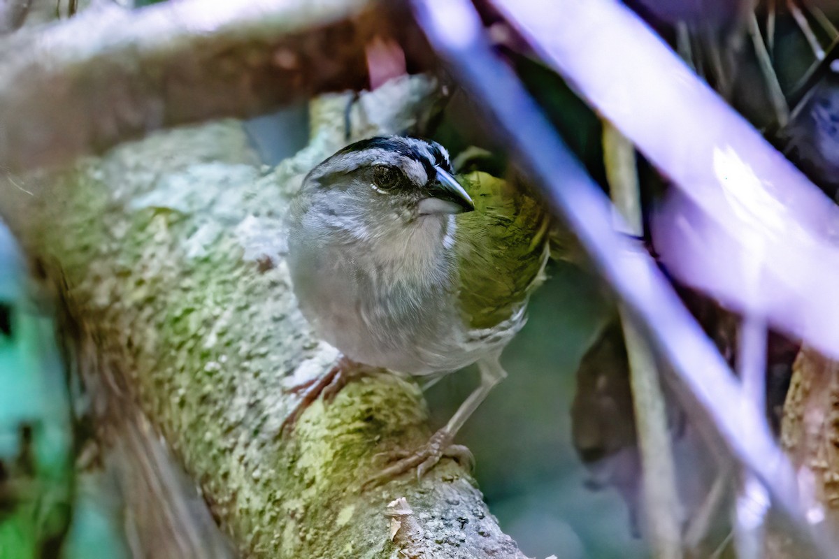 Green-backed Sparrow - ML623253848