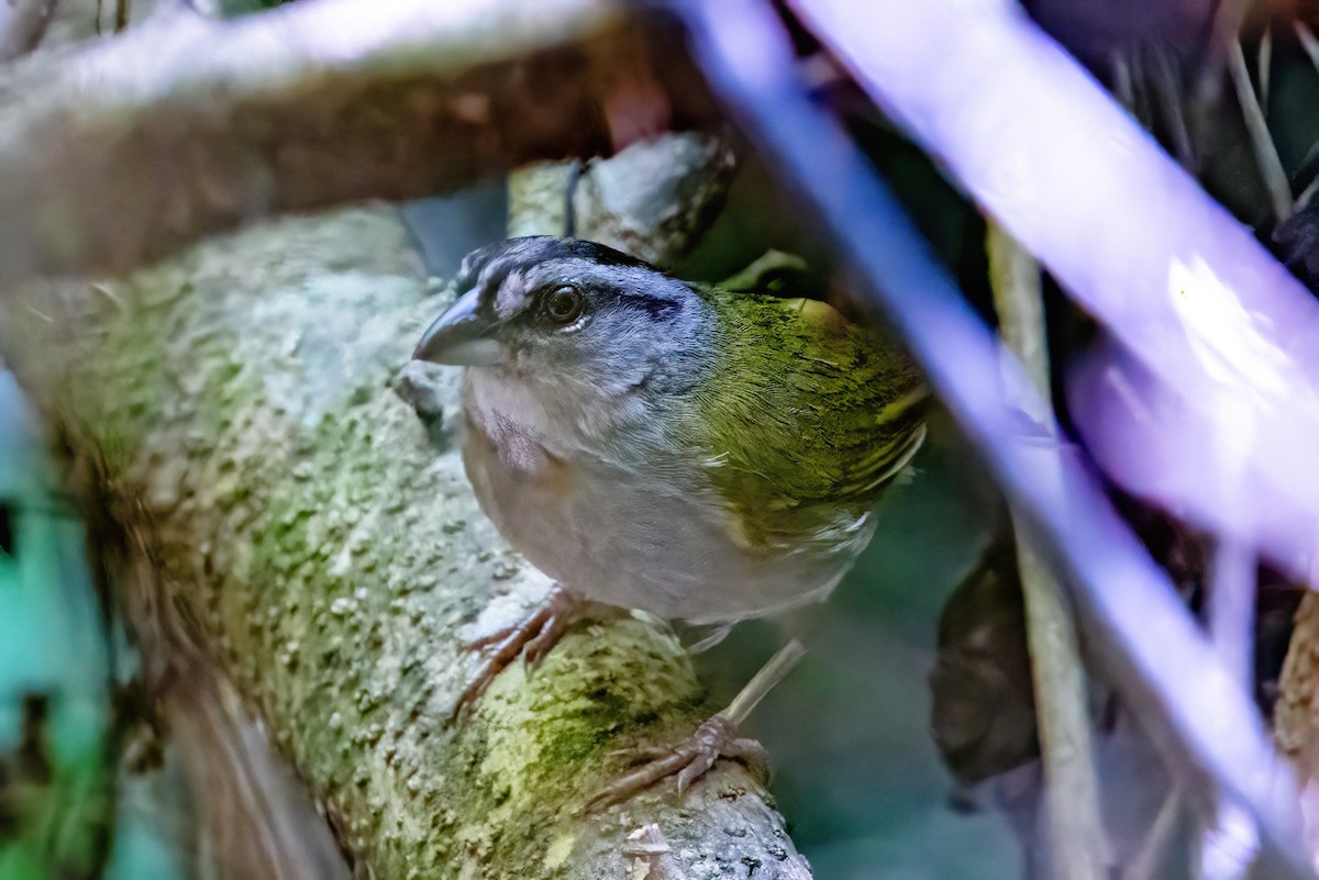 Green-backed Sparrow - ML623253852