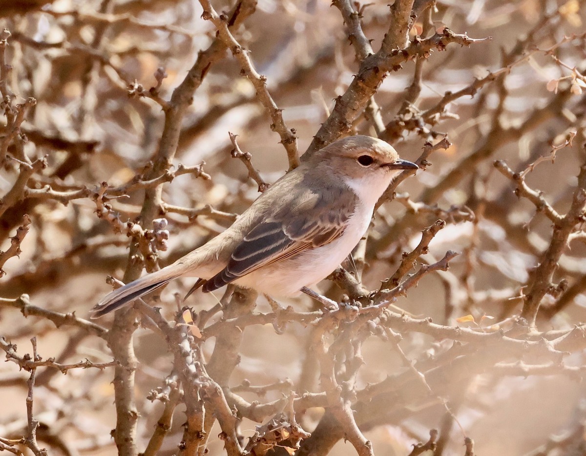 Marico Flycatcher - Adam Dudley