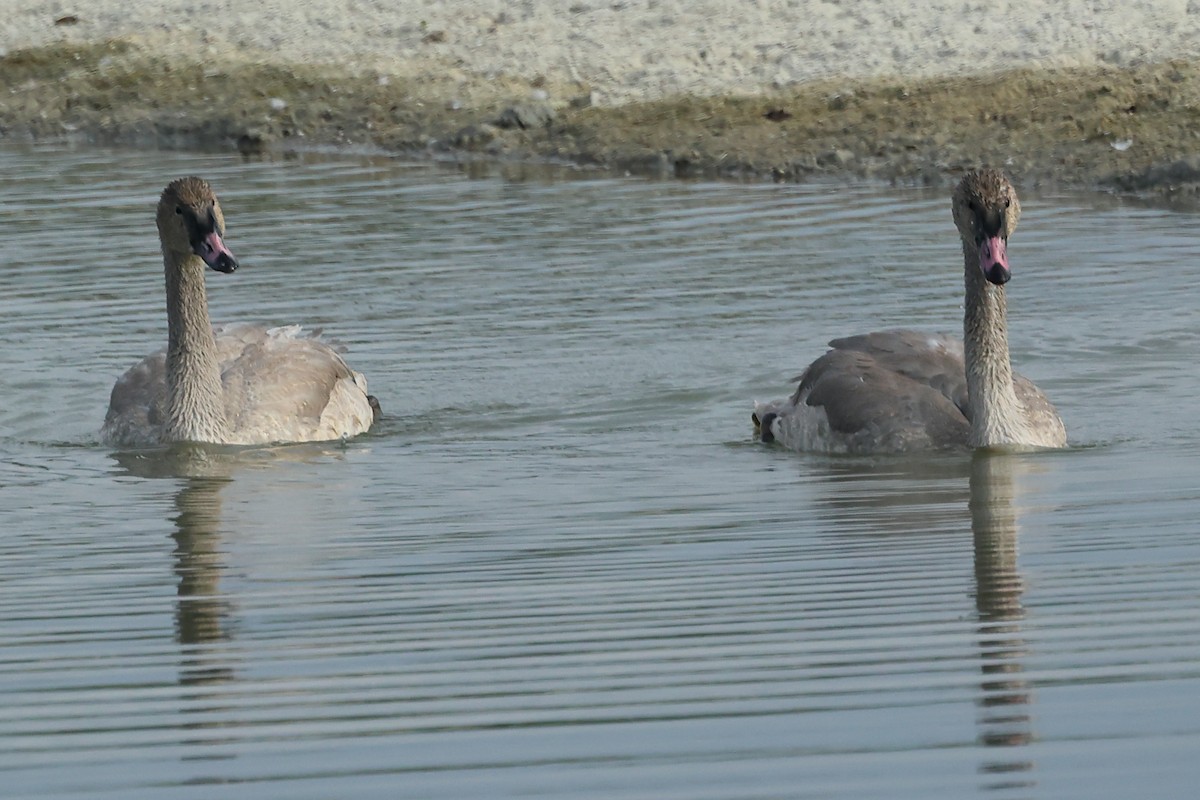 Trumpeter Swan - ML623254037