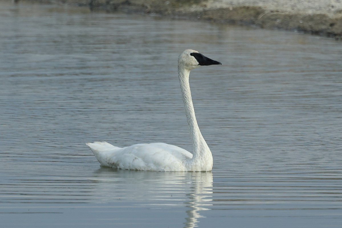 Trumpeter Swan - ML623254038