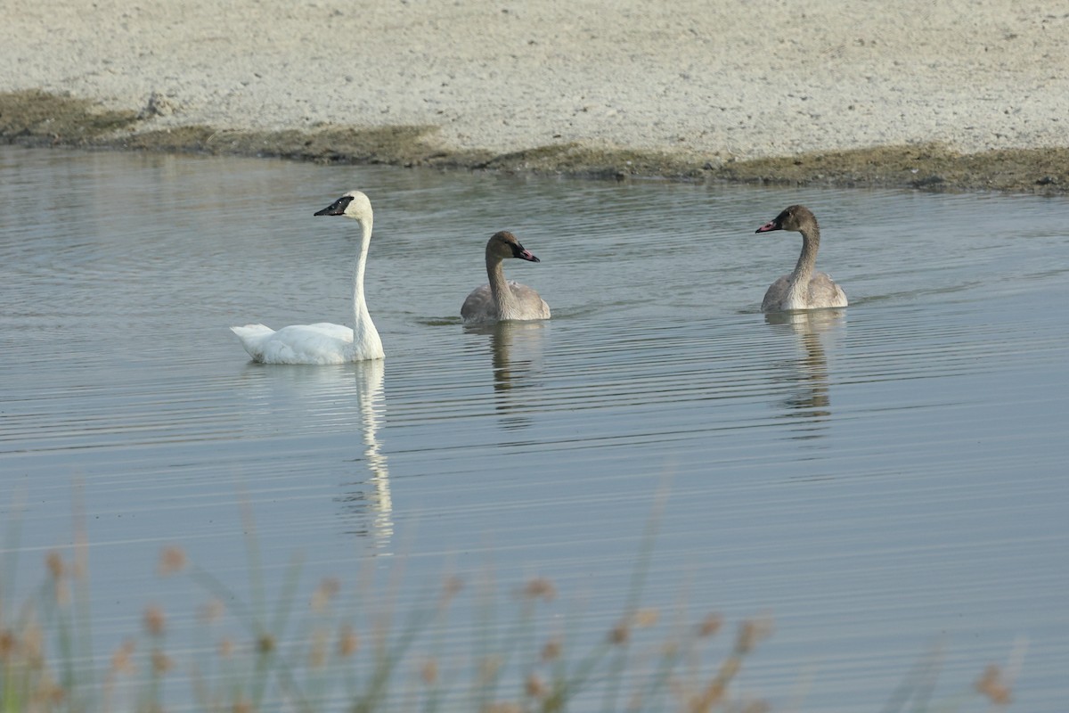 Trumpeter Swan - ML623254039