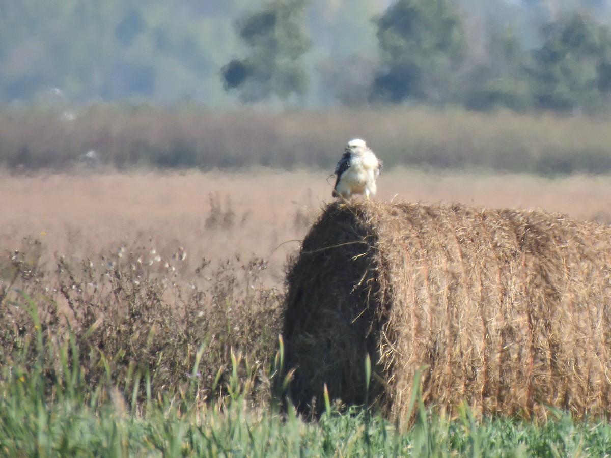 Red-tailed Hawk (Krider's) - ML623254045