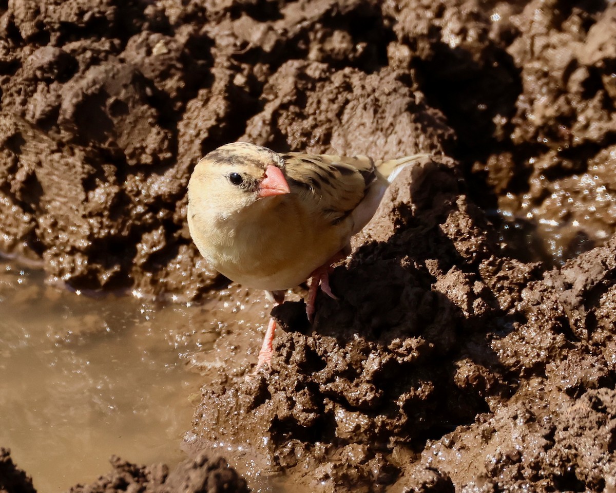 Shaft-tailed Whydah - Adam Dudley