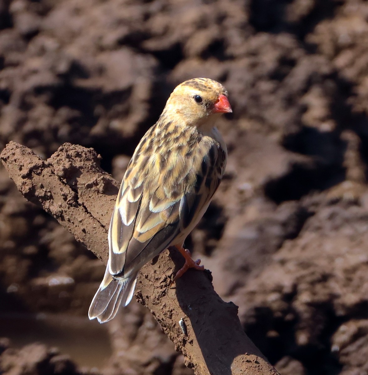 Shaft-tailed Whydah - ML623254047