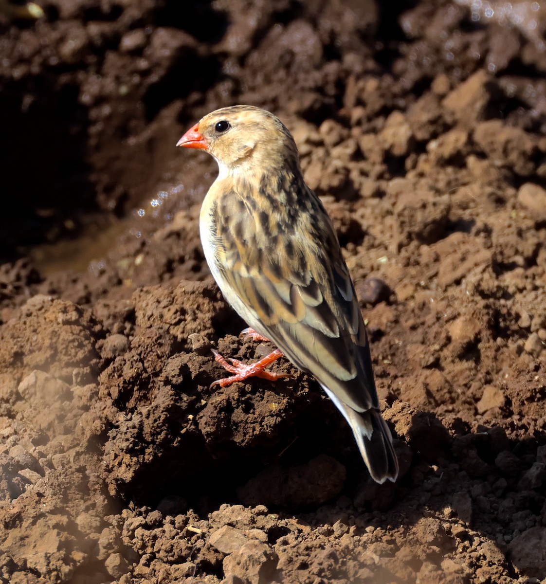 Shaft-tailed Whydah - ML623254048