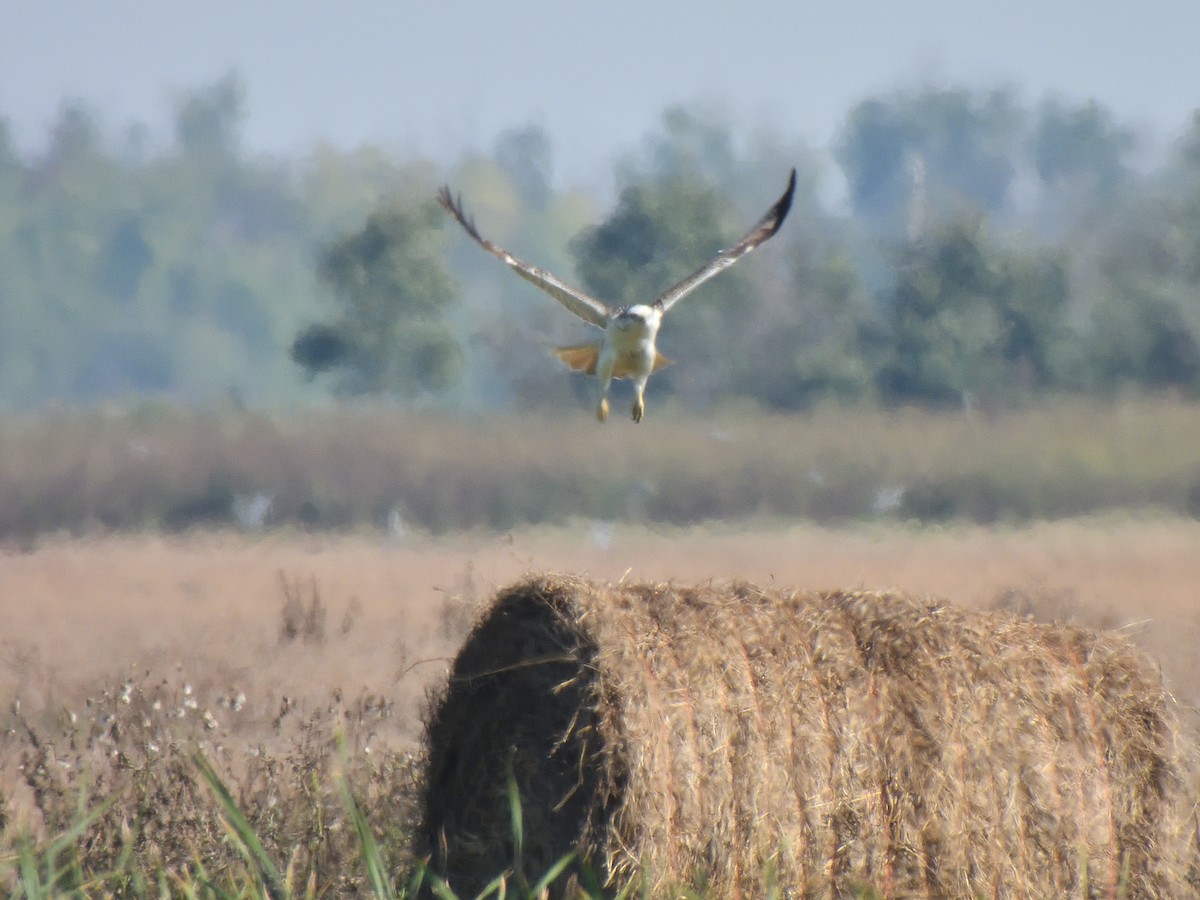 Red-tailed Hawk (Krider's) - ML623254050