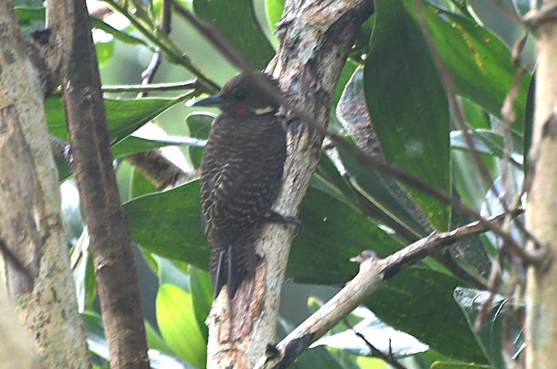 Buff-necked Woodpecker - ML623254068