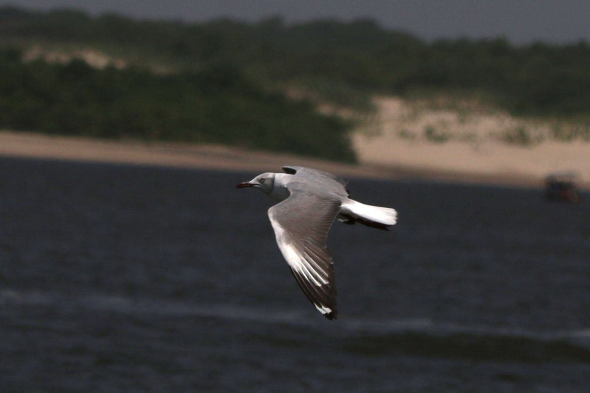 Gray-hooded Gull - ML623254076