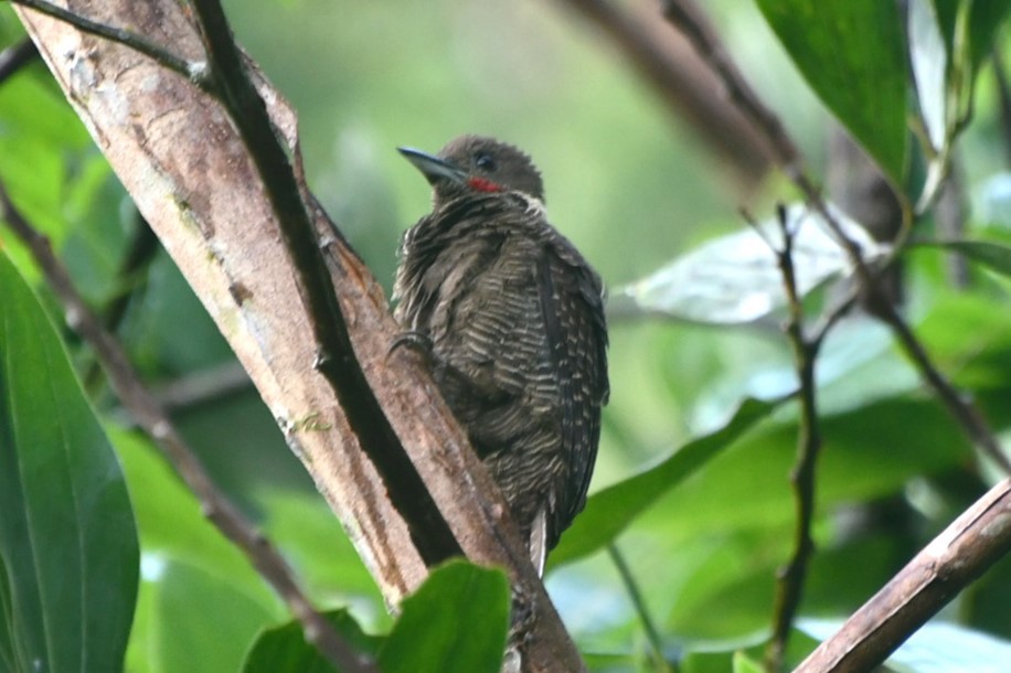 Buff-necked Woodpecker - ML623254087