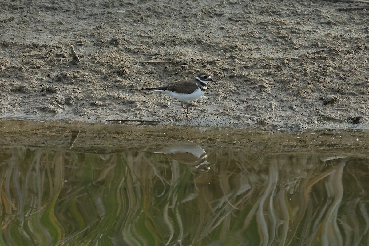 Killdeer - ML623254090