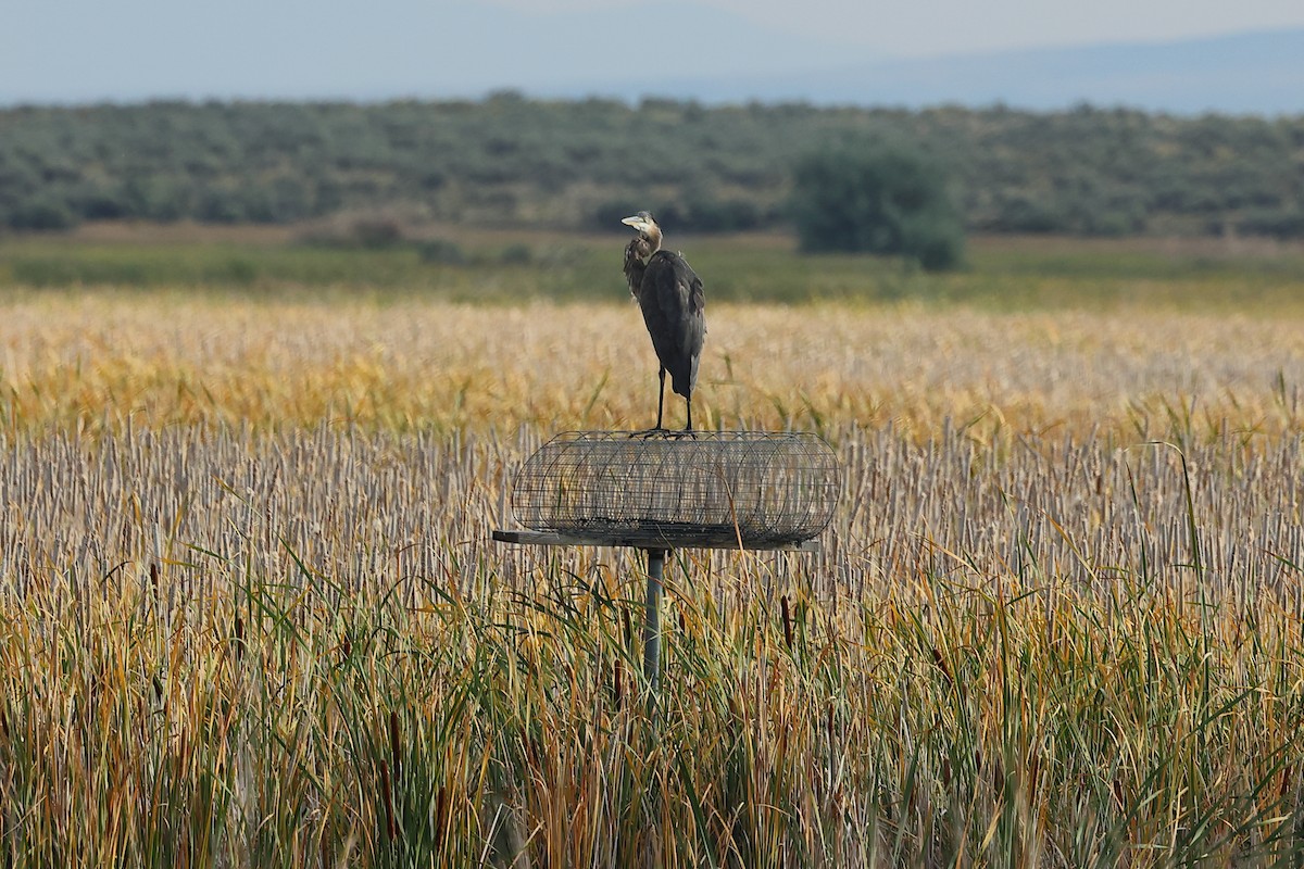 Great Blue Heron - ML623254099