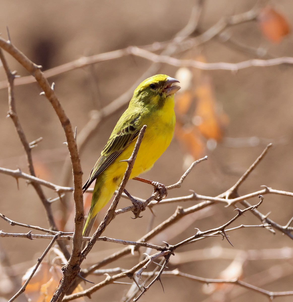 Serin de Sainte-Hélène - ML623254118