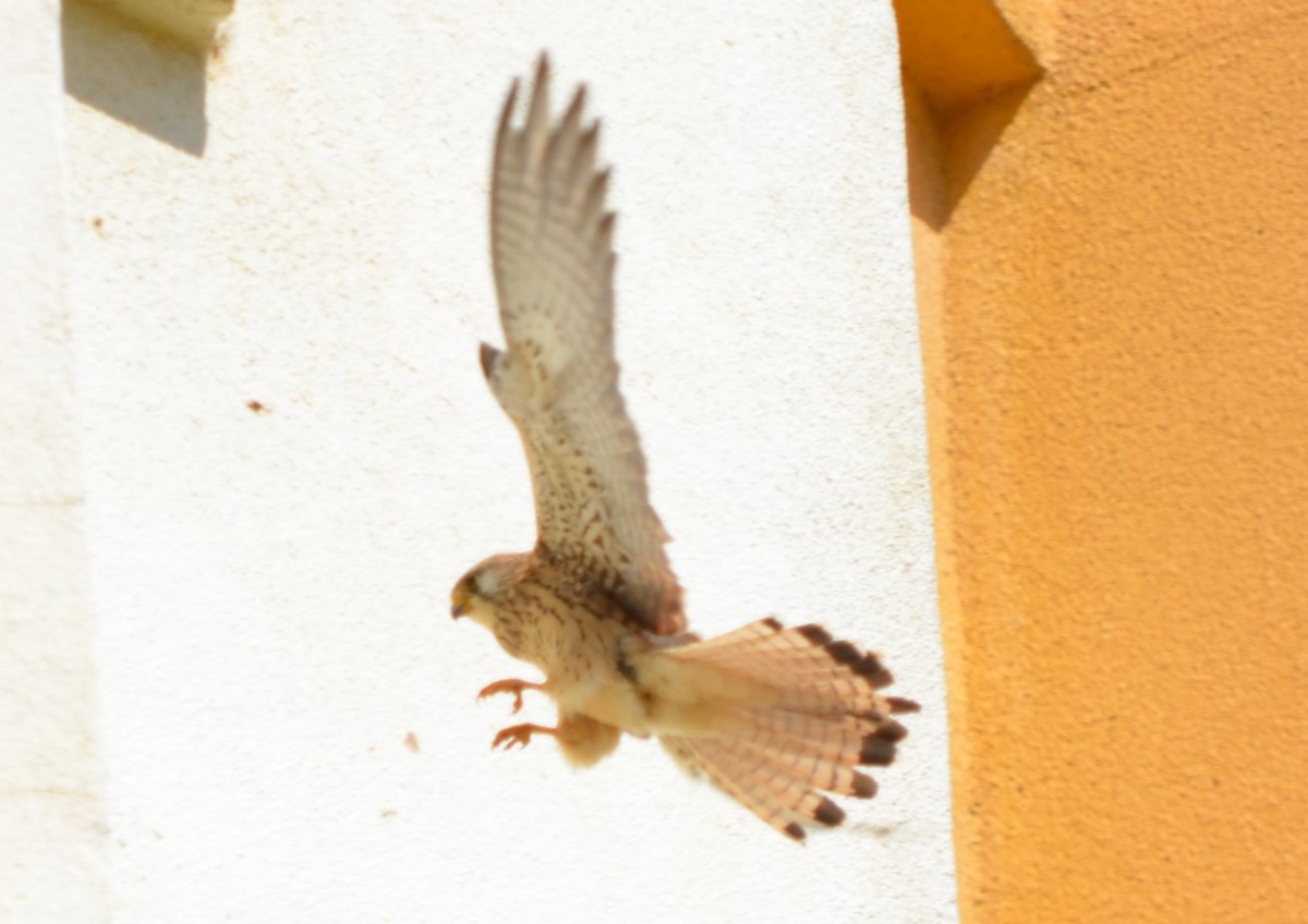 Lesser Kestrel - Karim Haddad