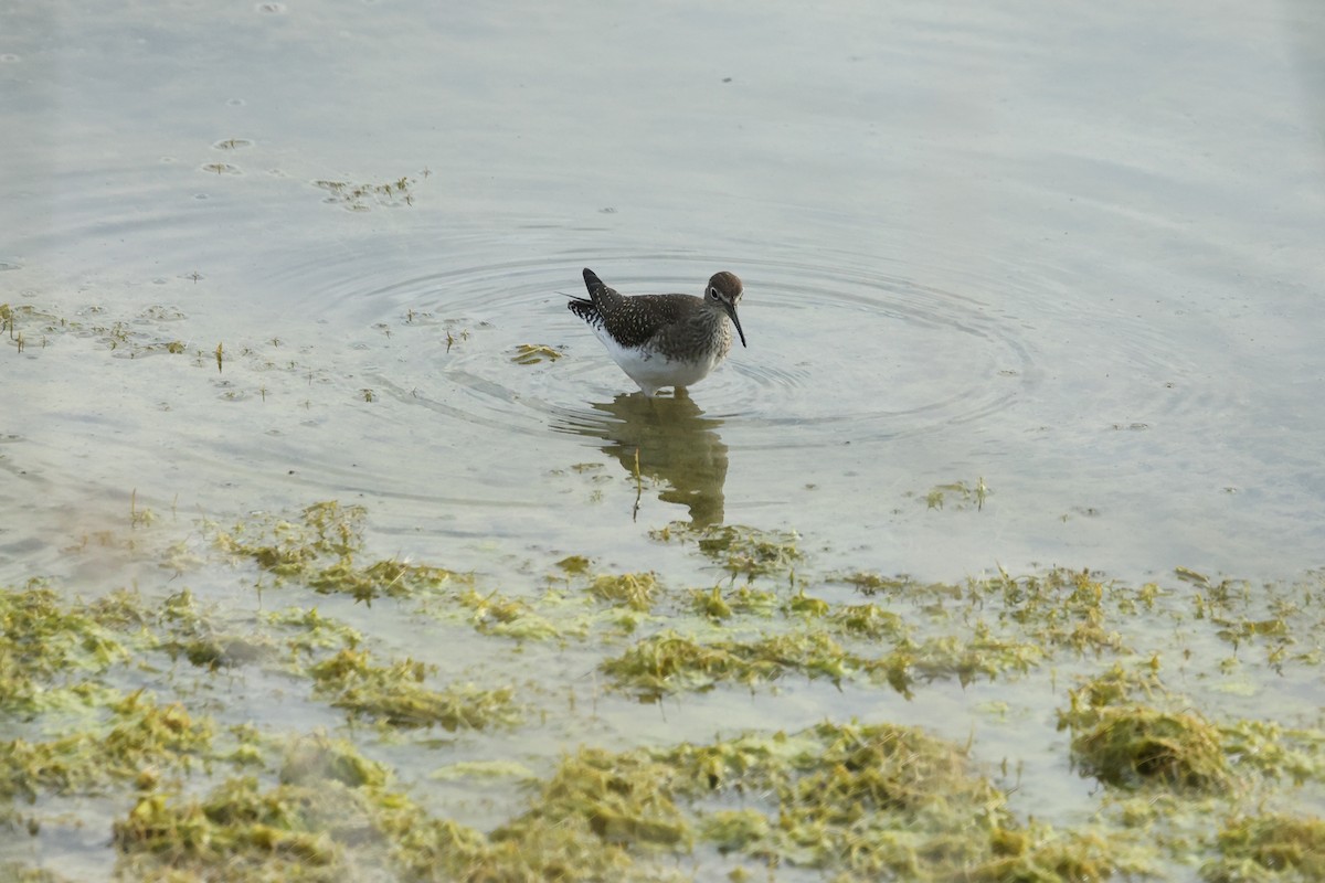 Solitary Sandpiper - ML623254213