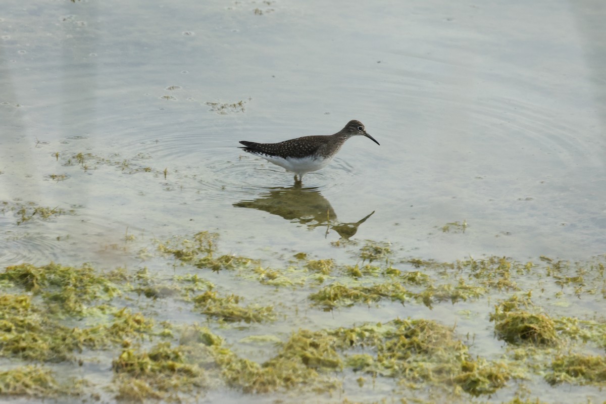 Solitary Sandpiper - ML623254214