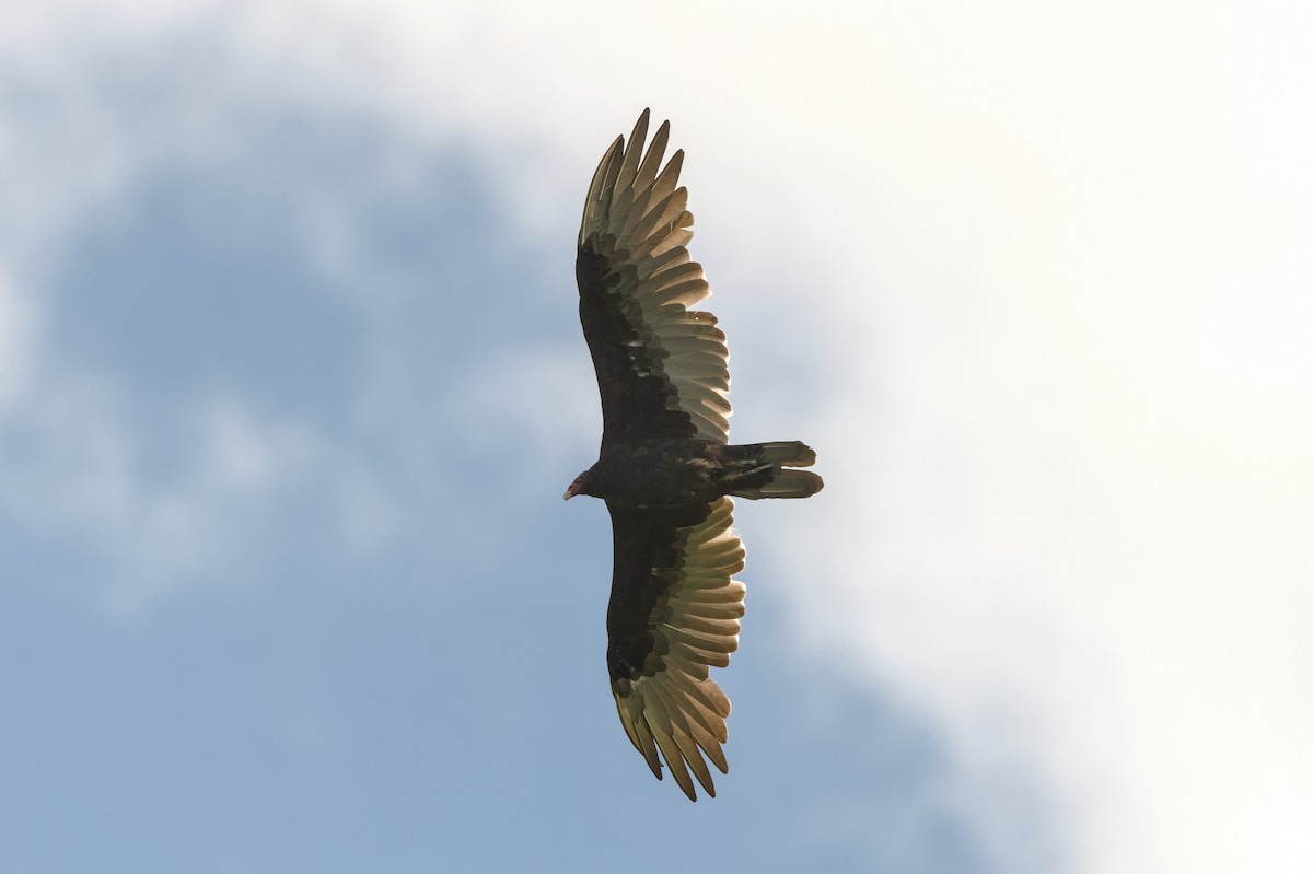 Turkey Vulture - ML623254224