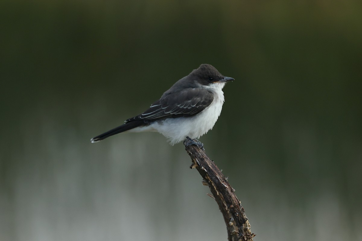 Eastern Kingbird - ML623254226