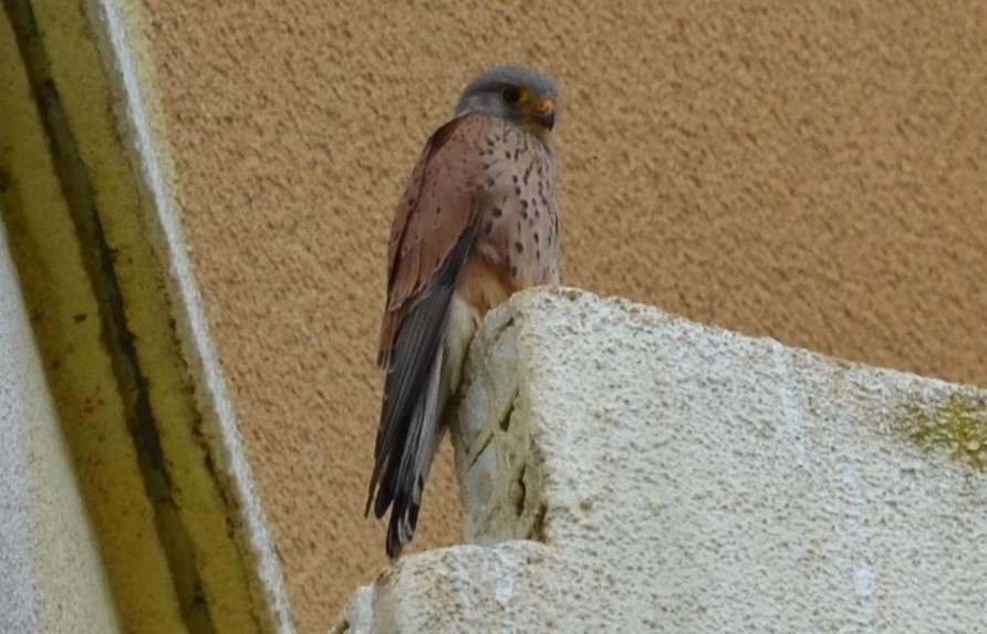 Eurasian Kestrel - Karim Haddad