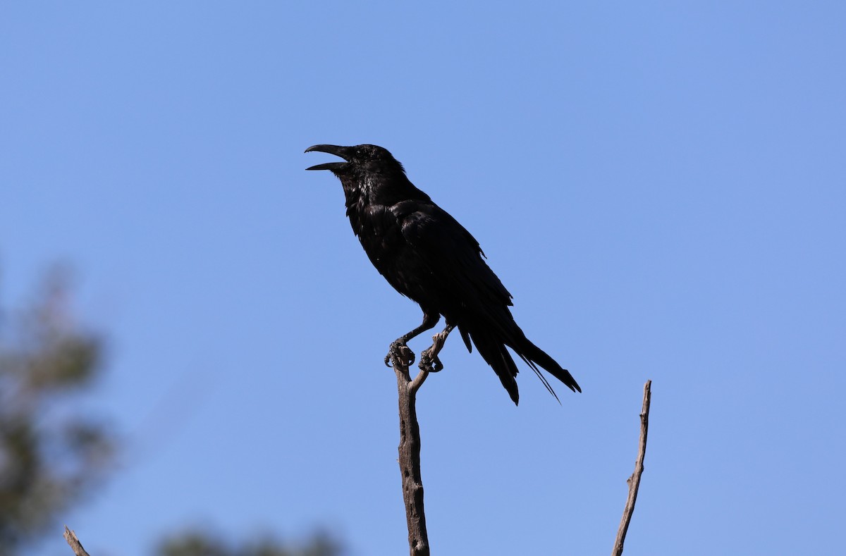 Common Raven - ML623254271