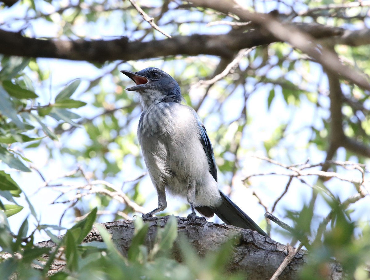 Woodhouse's Scrub-Jay - ML623254288