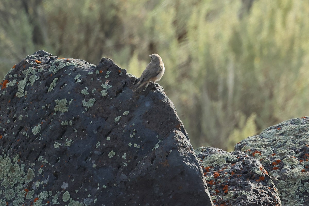 Rock Wren - ML623254297