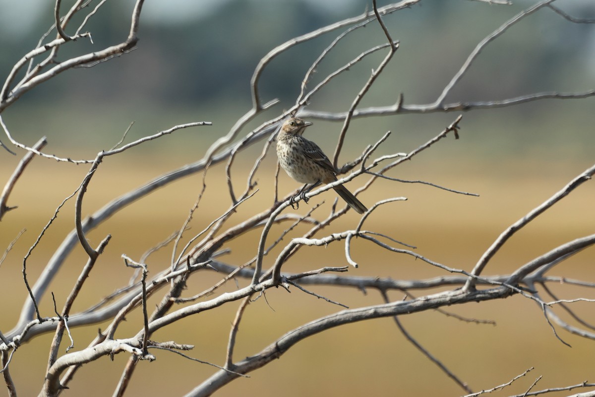 Sage Thrasher - ML623254309