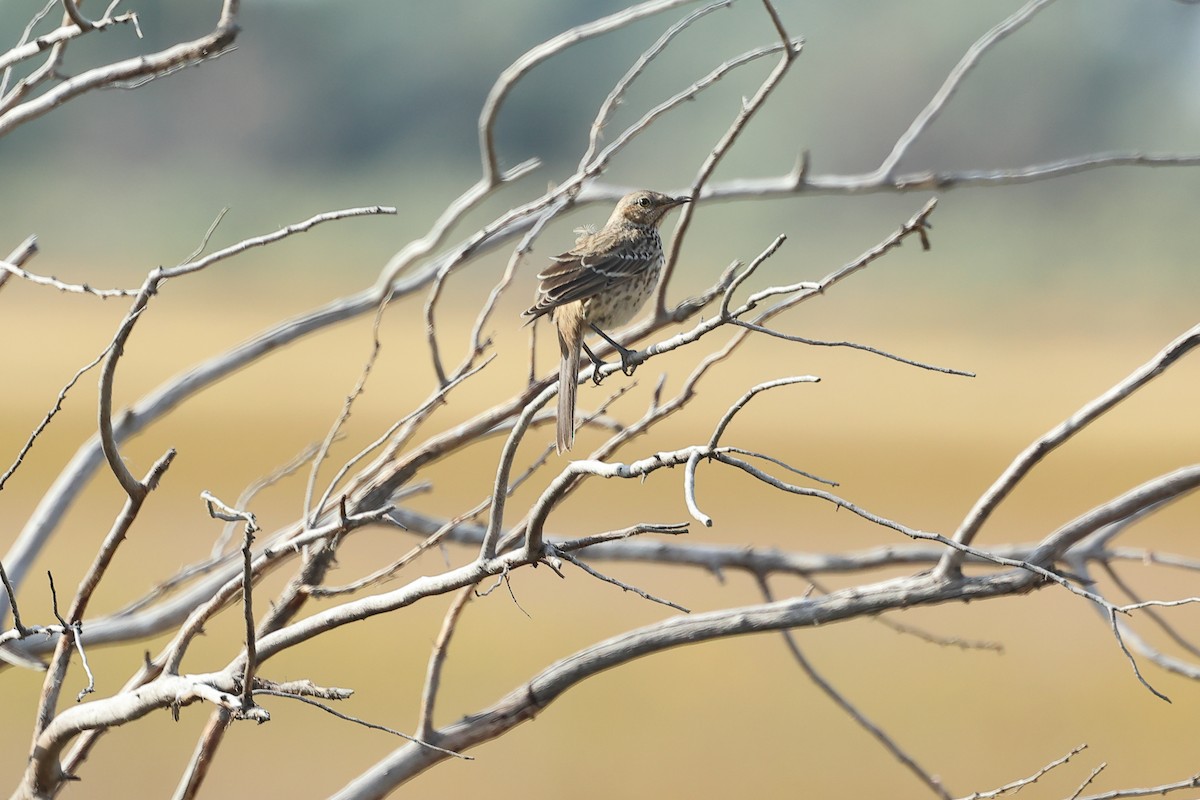 Sage Thrasher - ML623254310