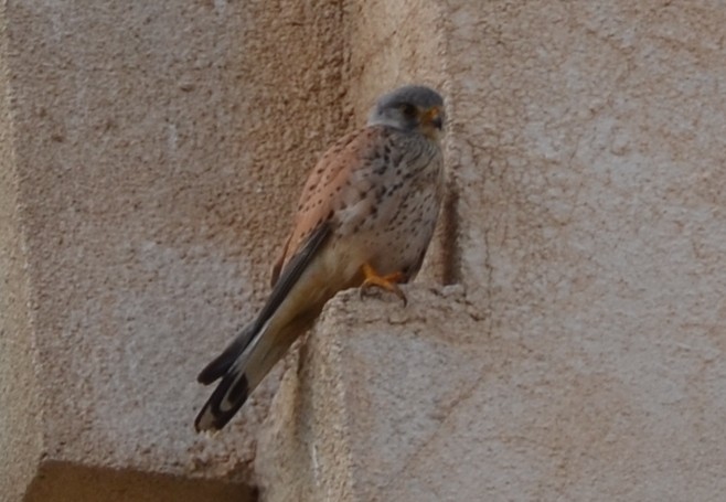 Eurasian Kestrel - Karim Haddad