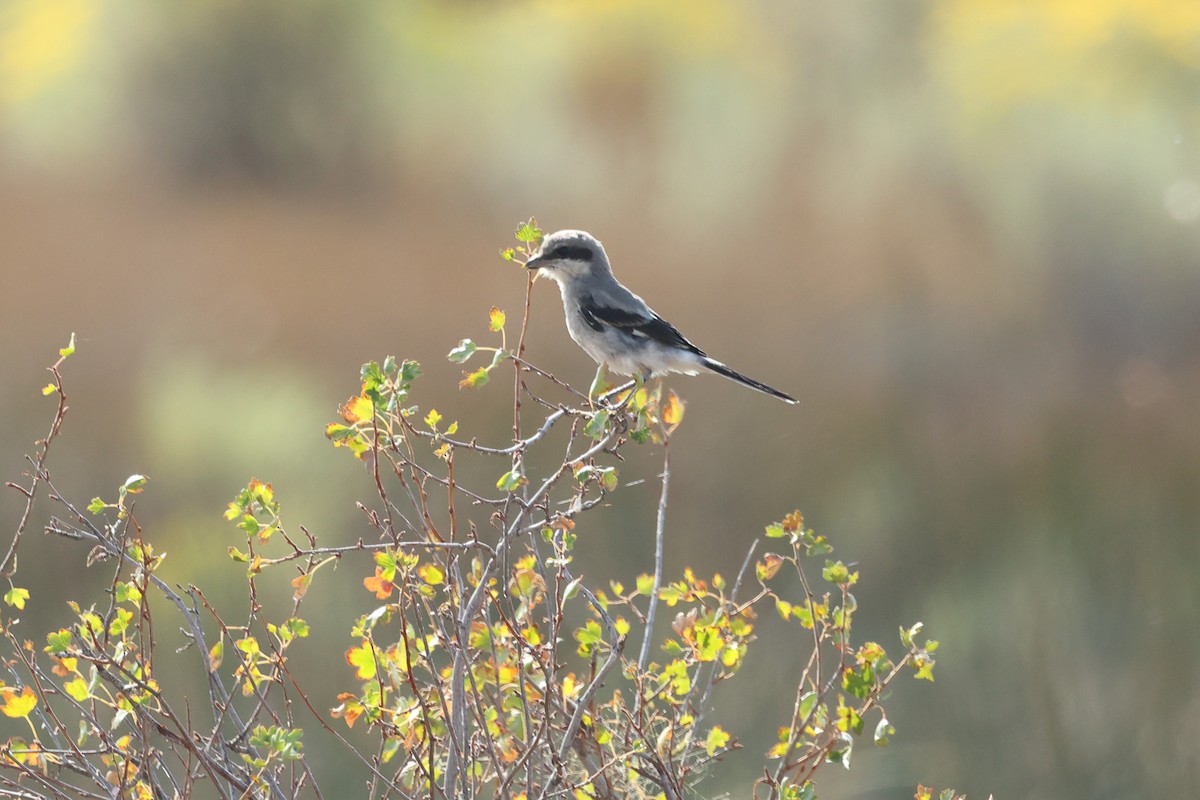 Loggerhead Shrike - ML623254325